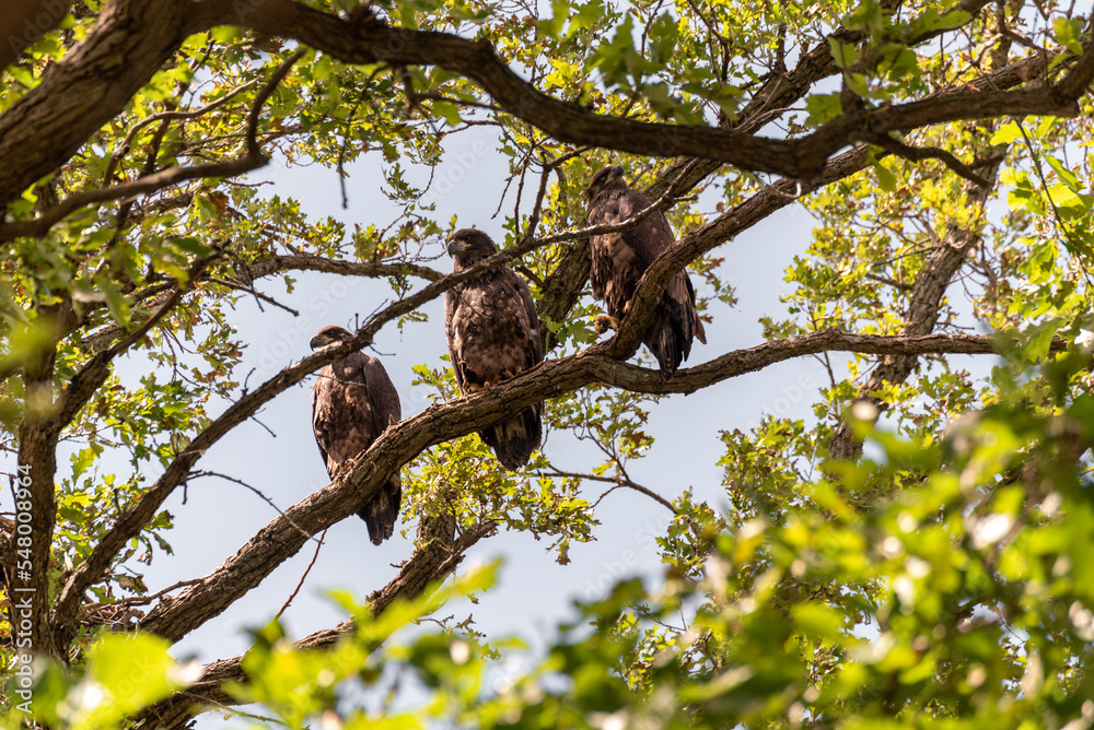 Fledgling Bald Eagles Perched On A Branch Near The Nest