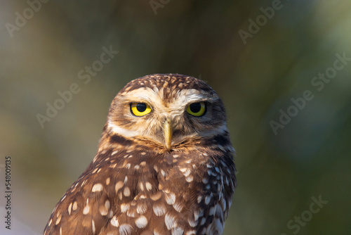 Close up of a burrowing owl on the nature