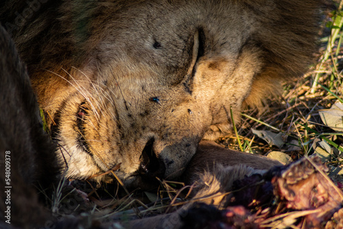 Sout african safari lion is resting and sleeping after hunting and eating pray with sunset sun and fly on face close-up photo