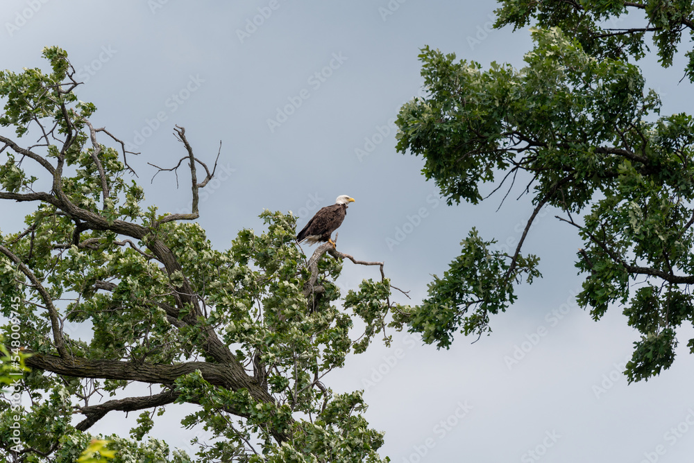 A Bald Eagle Perched In A Tree In Summer A Bald Eagle Perched In A Tree In Summer