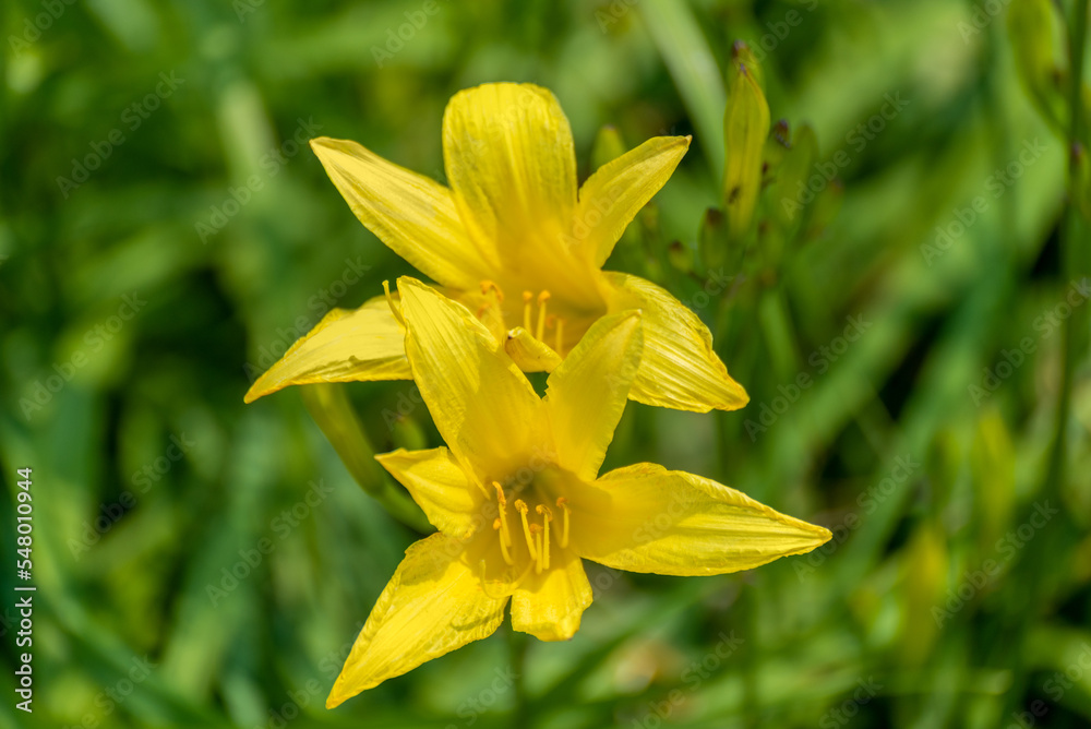 Yellow Daylilies Growing Wild In The Field Yellow Daylilies Growing Wild In The Field