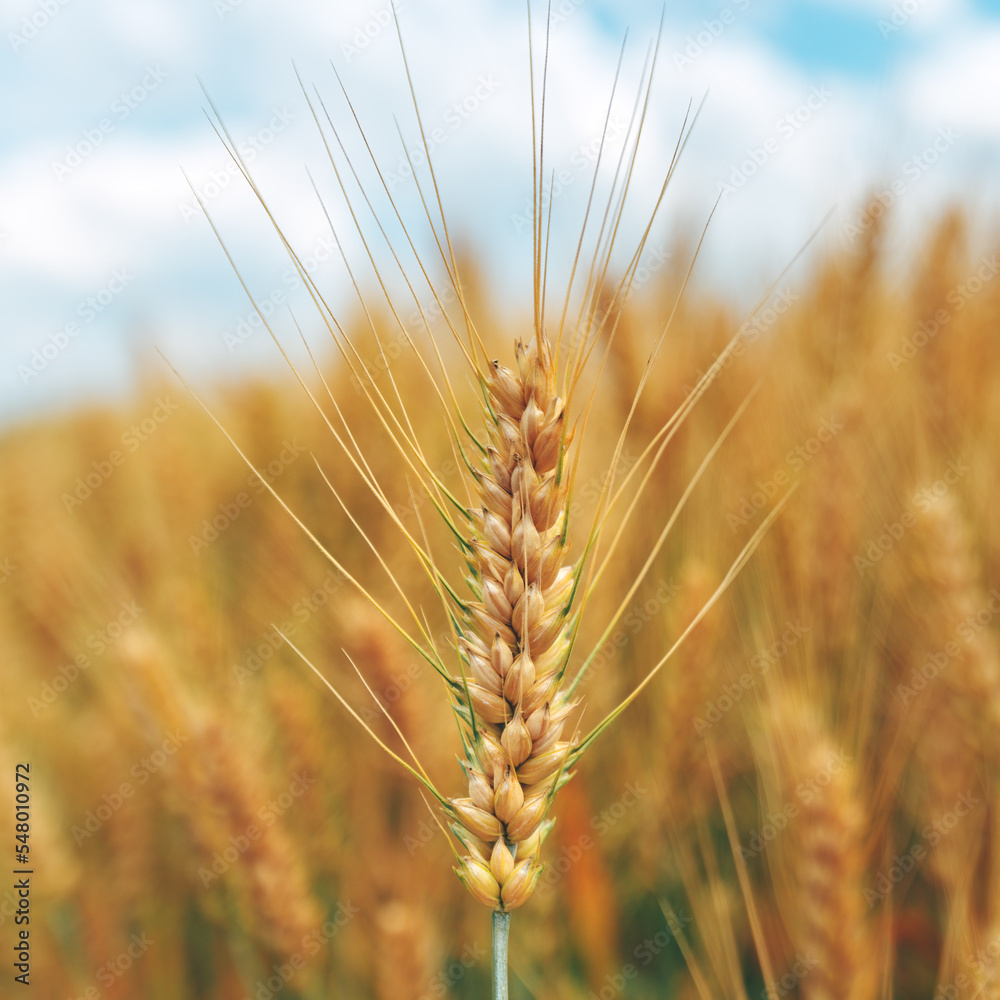 Ripe ear of wheat crop in cultivated agricultural field ready for harvest Ripe ear of wheat crop in cultivated agricultural field ready for harvest