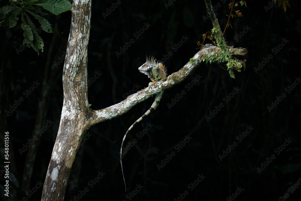 Green Iguana on a Branch in the Rainforest