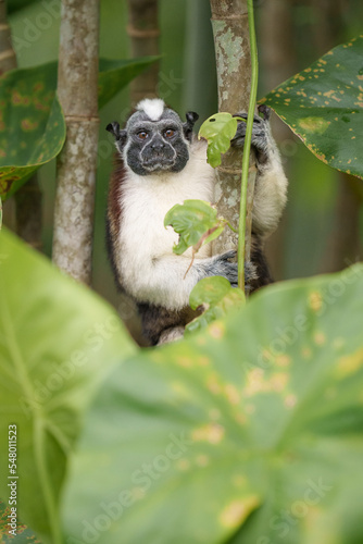 Adorable Geoffroy's Tamarin Monkey in Panama photo