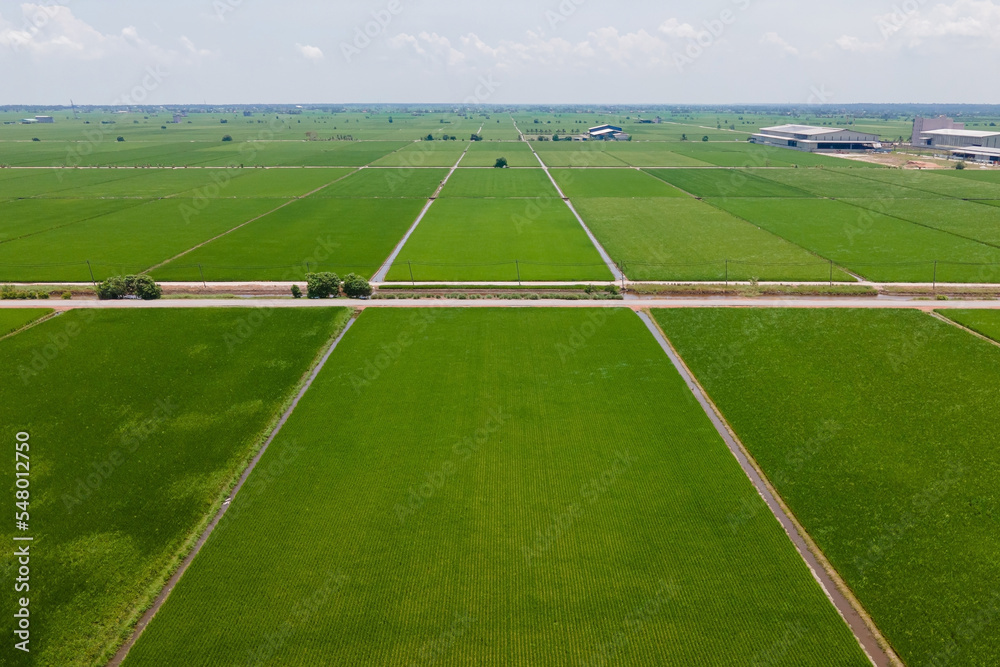 Aerial view for an organize and symmetry paddy field