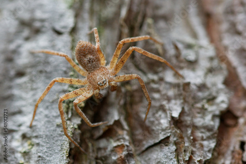 A spider sitting on a pine tree trunk.