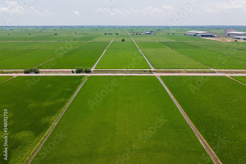 Obraz na płótnie Aerial view for an organize and symmetry paddy field