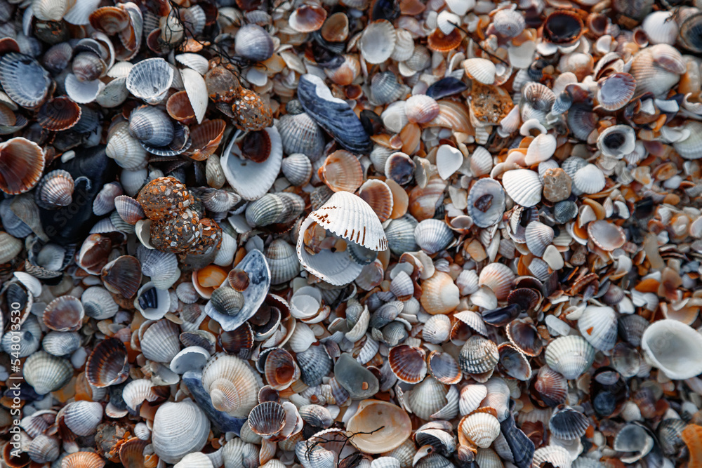 Seashells on the seashore close-up. Macrophotography. Background of stones and clam shells.