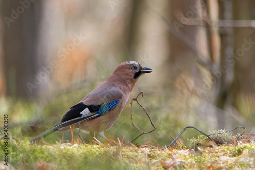 Jay looking for food in the forest
