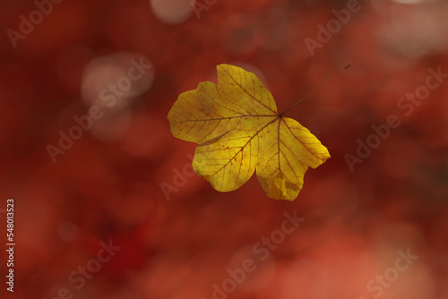 3D Rendering of falling maple leaf in front of blurred red leaves