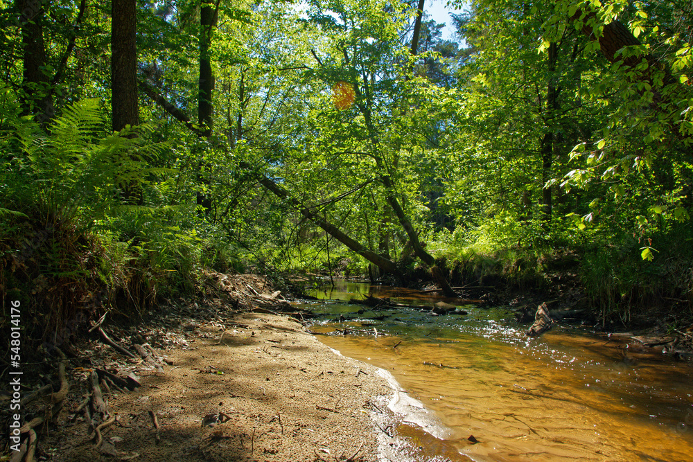 Obraz premium A beautiful forest river. Forest stream.