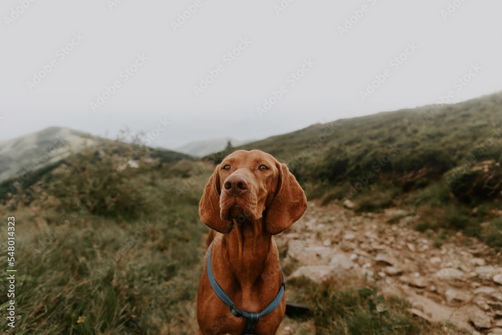 Hungarian Vizsla Dog Hiking in Mountains