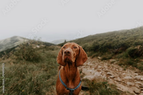 Obraz na płótnie Hungarian Vizsla Dog Hiking in Mountains w salonie