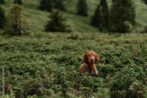 Hungarian Vizsla Dog Hunting in Bushes photo