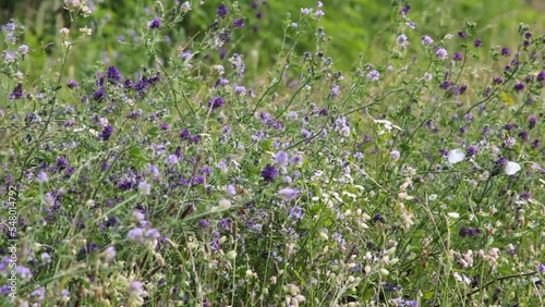 A Group of white butterflies on a meadow of purple flowers and daisies wide shot