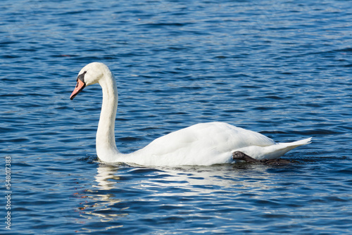 Mute Swan  Cygnus olor  in Lake Ontario  Canada