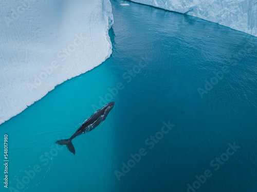 Humpback whales near icebergs from aerial view photo