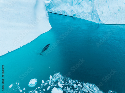 Humpback whales near icebergs from aerial view photo