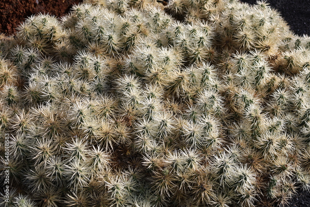 View on a cactus in the Garden of Cactus on the island of Lanzarote in the Canary Islands View on a cactus in the Garden of Cactus on the island of Lanzarote in the Canary Islands
