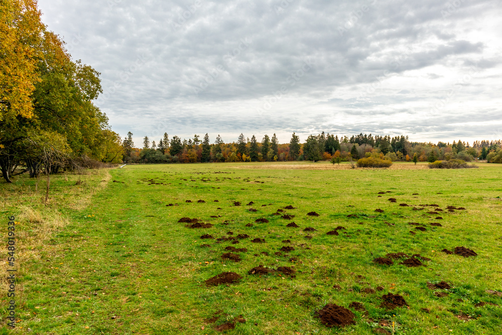 Fototapeta premium Herbstliche Erkundungstour durch die Rhön in der Nähe des Schwarzen Moors - Fladungen - Bayern