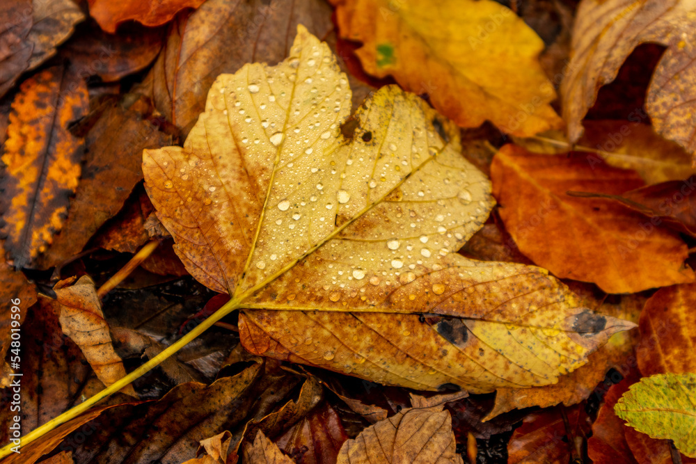 Herbstliche Erkundungstour durch die Rhön in der Nähe des Schwarzen Moors - Fladungen - Bayern Herbstliche Erkundungstour durch die Rhön in der Nähe des Schwarzen Moors - Fladungen - Bayern