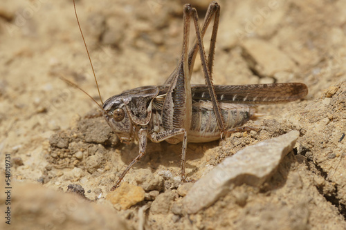 Closeup on a brown Mediterranean long-horned grasshopper, Platycleis sabulosa sitting on the ground © Henk