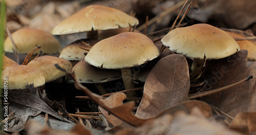 Mushrooms in the wild forest