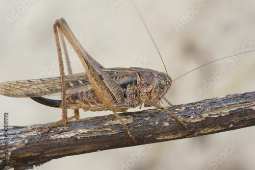 Closeup on a brown Mediterranean long-horned grasshopper, Platycleis sabulosa sitting on a twig photo