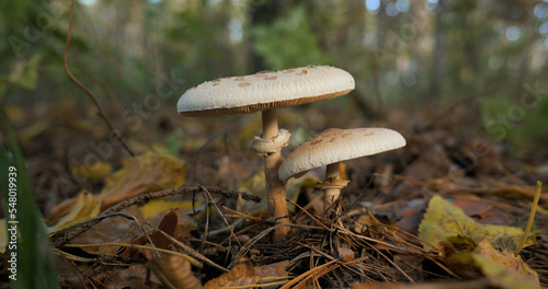 Macrolepiota procera mushroom in the forest