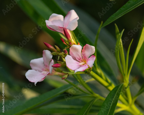 Pink Oleander Flower in the garden