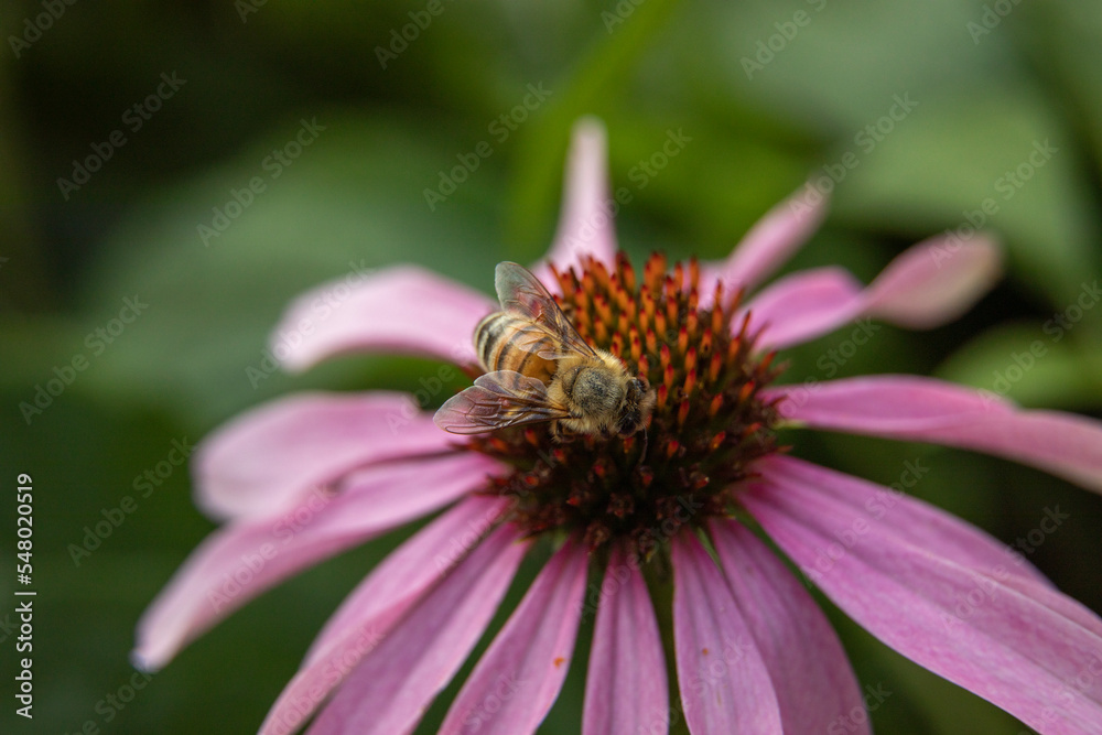 A honeybee pollinating an echinacea flower. A honeybee pollinating an echinacea flower.