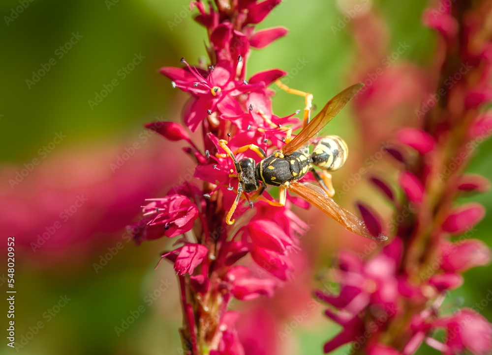 Wasp on the blossoms of a persicaria flower Wasp on the blossoms of a persicaria flower