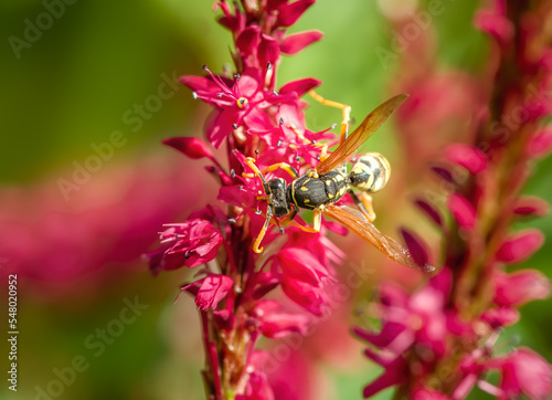 Wasp on the blossoms of a persicaria flower