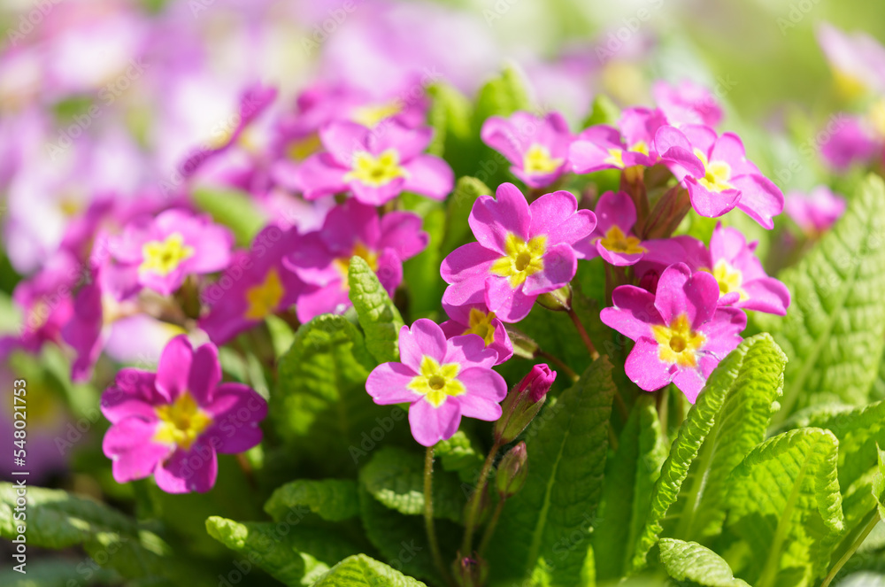 Blooming primrose or primula flowers in a garden Blooming primrose or primula flowers in a garden