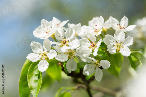 Blooming pear tree. White flowers on a pear tree
