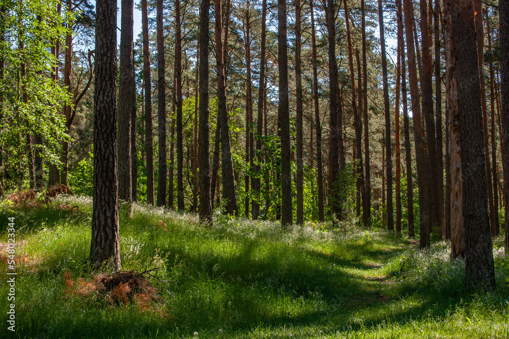 Fototapeta premium beautiful landscape with a pine forest and green grass with a footpath running through it on a sunny summer day under a blue sky. sunlight shines through the trees.