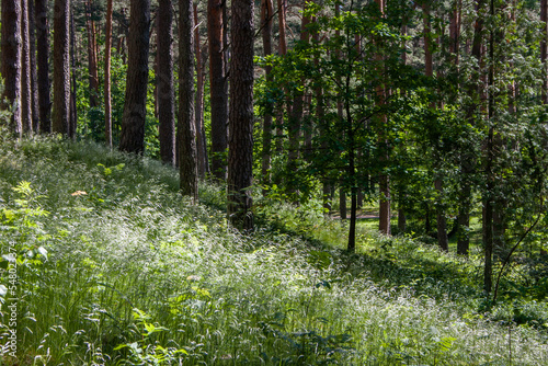 Green grass landscape with white dogwoods in a pine forest on a sunny summer day.