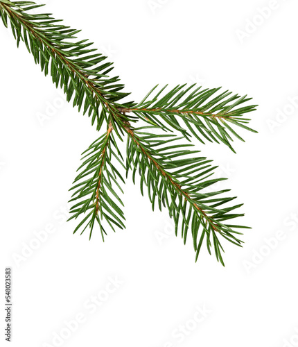 Fir tree branch. Pine twig.