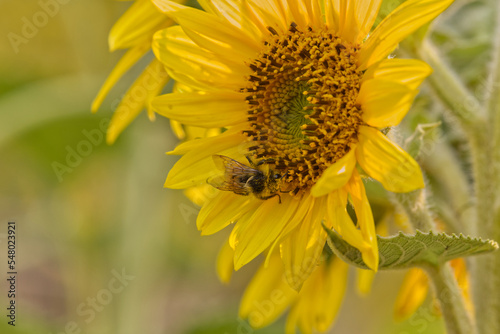 Sunflowers in the Summer Season