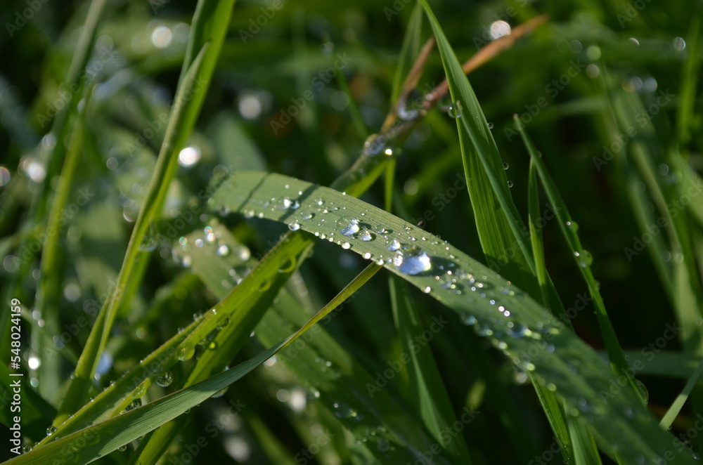 Naklejka premium morning dew in green grass