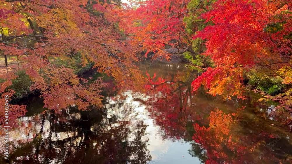 video of autumn leaves turning red. Light reflected from the water surface illuminates the autumn leaves. Magnificent rural scenery, light beautiful branches of a forest with autumn foliage, valley video of autumn leaves turning red. Light reflected from the water surface illuminates the autumn leaves. Magnificent rural scenery, light beautiful branches of a forest with autumn foliage, valley