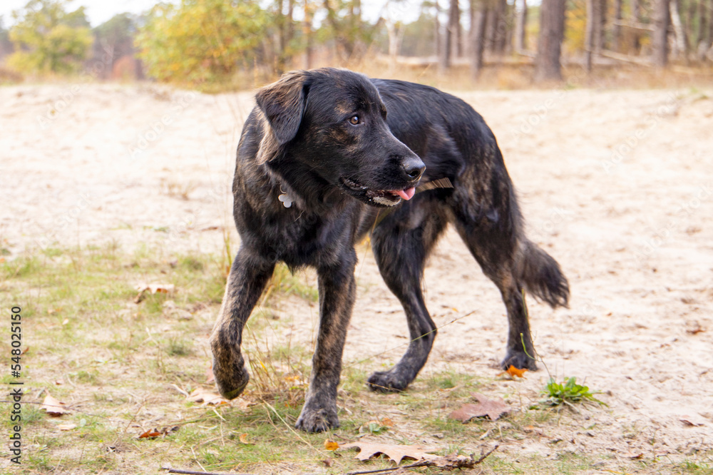 Black golden retriever/ german sheperd dog 