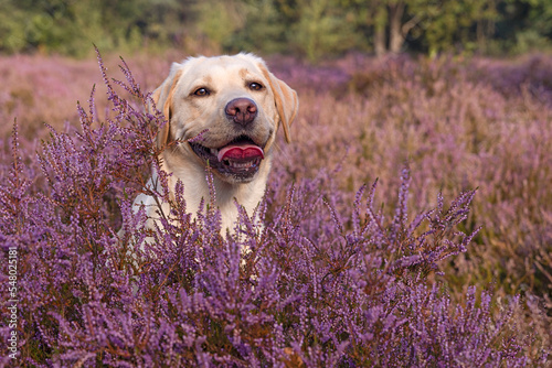 dog in a heather field © renatepeppenster