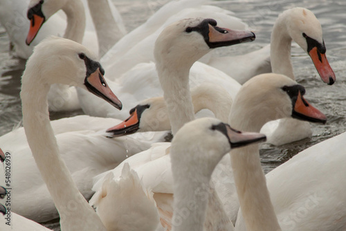 group of swans