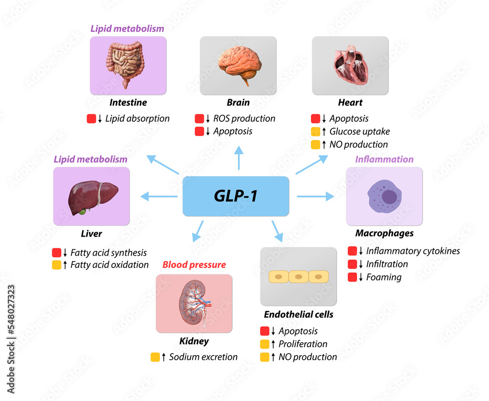 Glucagon-like Peptide 1 GLP-1 molecule, chemical structure. GLP-1 is