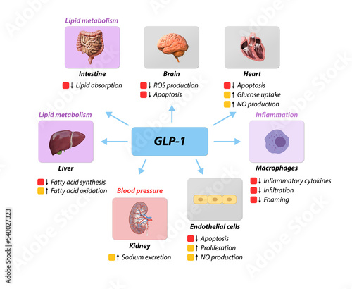 Glucagon-like Peptide 1 GLP-1 molecule, chemical structure. GLP-1 is being investigated for the treatment of diabetes mellitus.