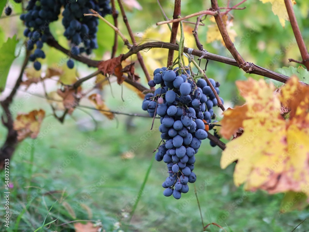purple grapes in the vineyard Hungary purple grapes in the vineyard Hungary