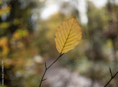 Autumn leaf in the forest.