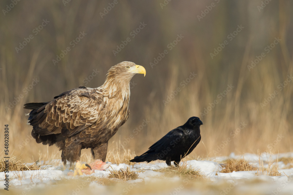Fototapeta premium Majestic predator White-tailed eagle, Haliaeetus albicilla in Poland wild nature