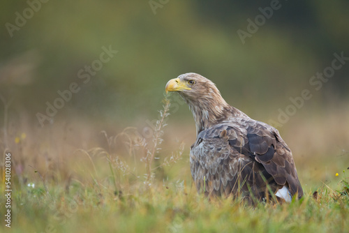 Majestic predator White-tailed eagle  Haliaeetus albicilla in Poland wild nature